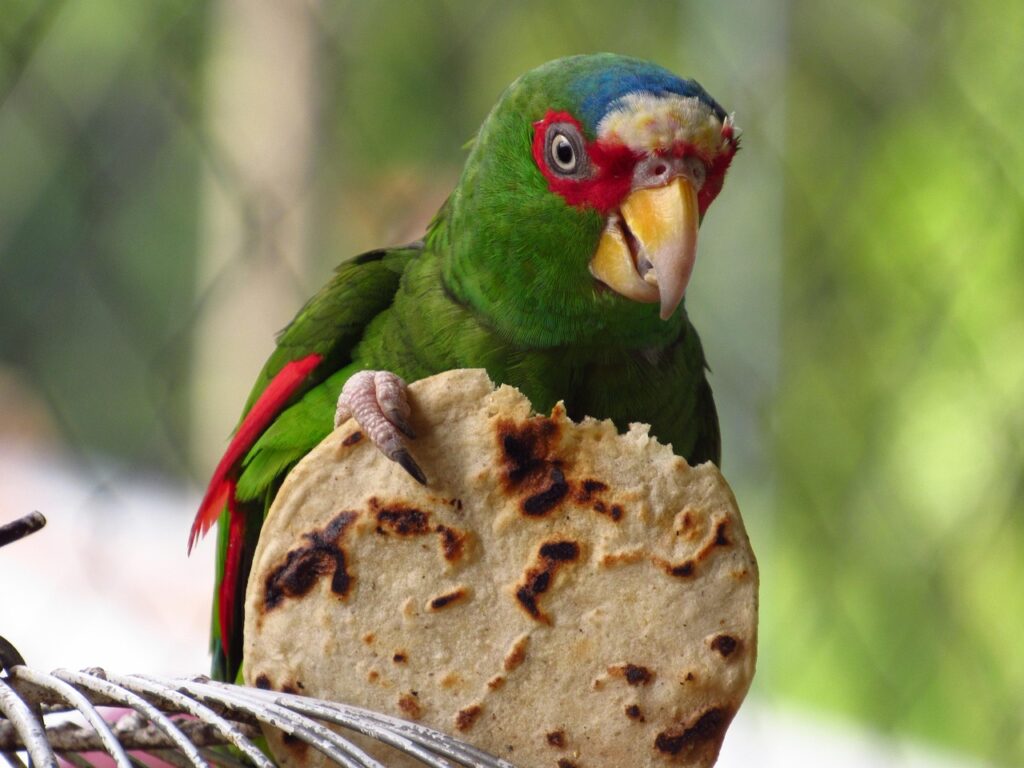 parrot, tortilla, nature, tortilla, tortilla, tortilla, tortilla, tortilla